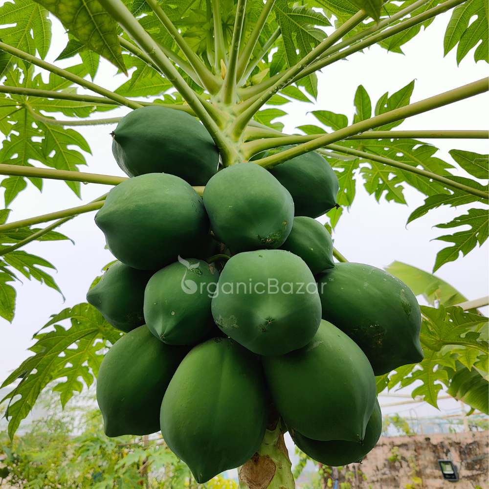 Papaya Seeds - 10 Seeds (Papita ke beej/पपीता के बीज) High Germination,High-yielding and fast-growing