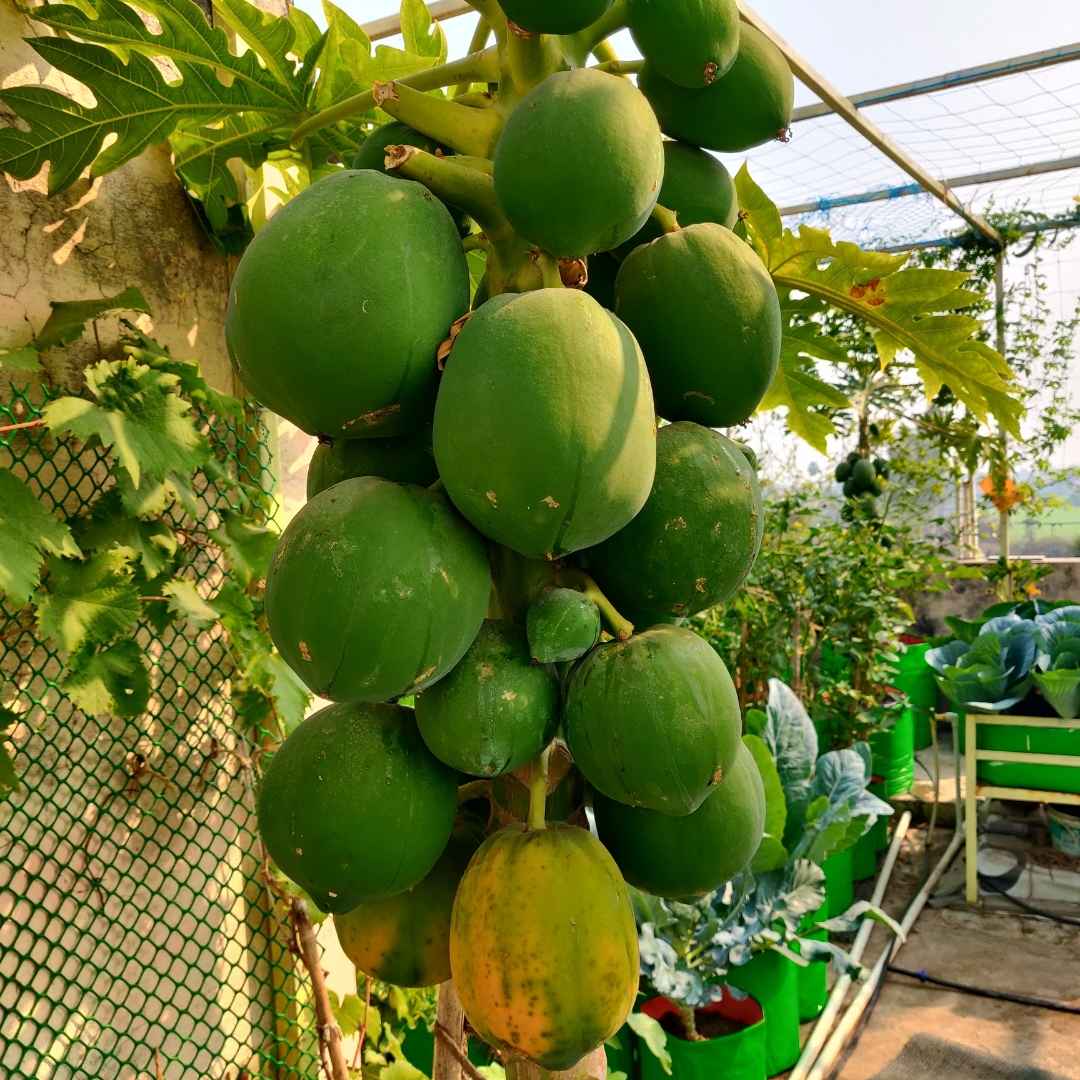 Papaya Seeds - 10 Seeds (Papita ke beej/पपीता के बीज) High Germination,High-yielding and fast-growing