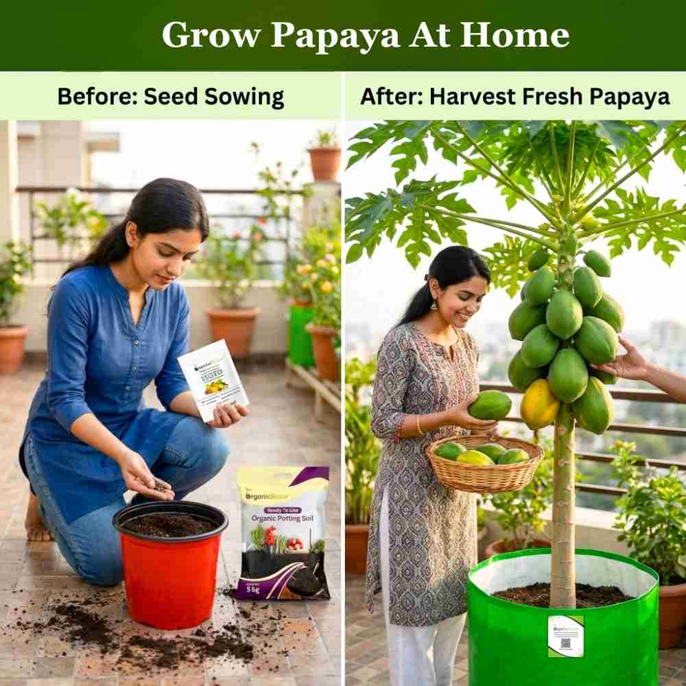 Papaya Seeds - 10 Seeds (Papita ke beej/पपीता के बीज) High Germination,High-yielding and fast-growing