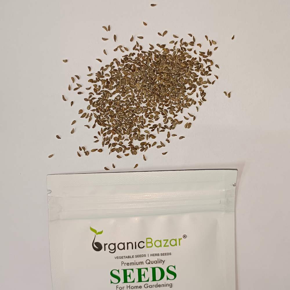 Parsley Seeds - 750 Seeds (Ajmod/अजमोद के बीज)
