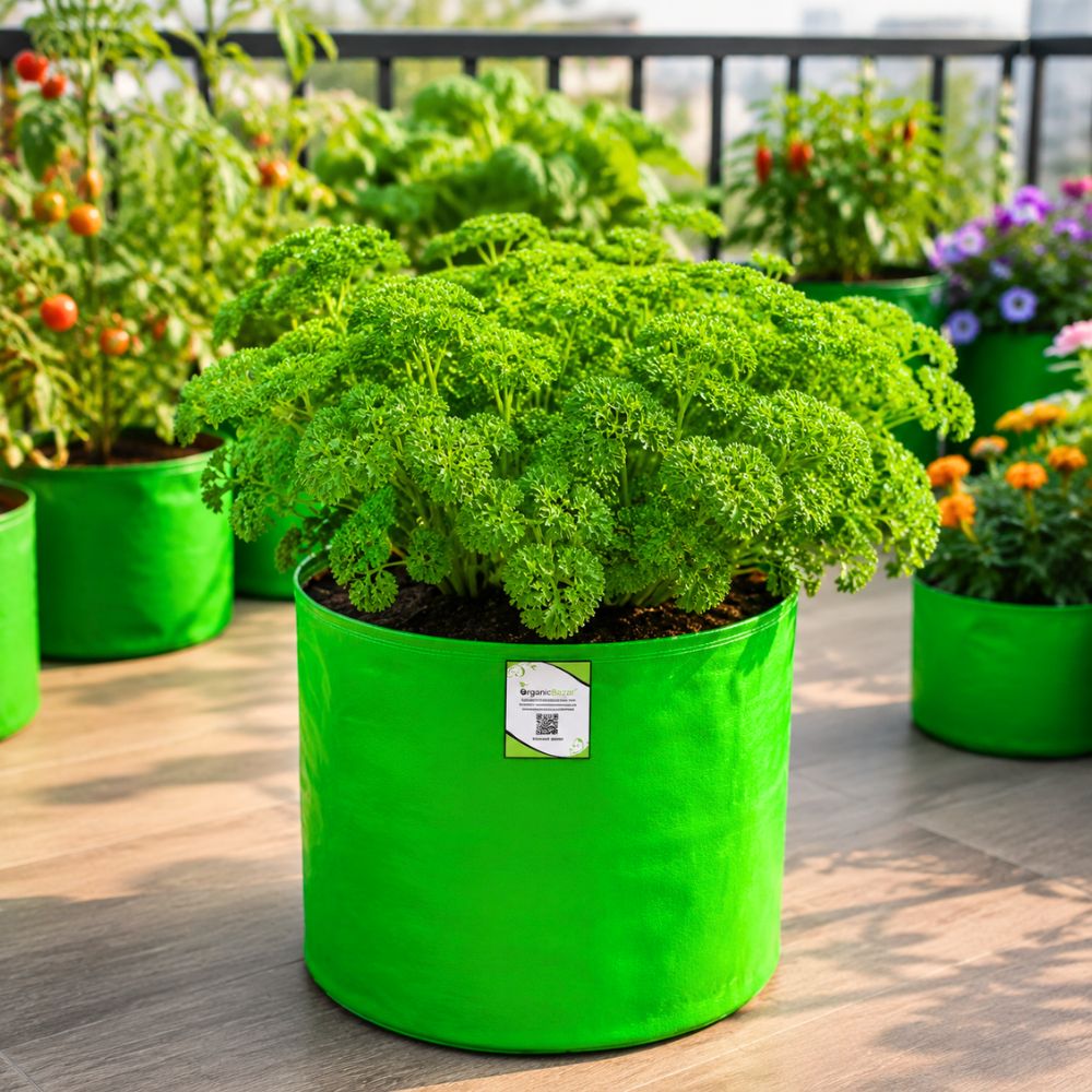 Parsley Seeds - 750 Seeds (Ajmod/अजमोद के बीज)