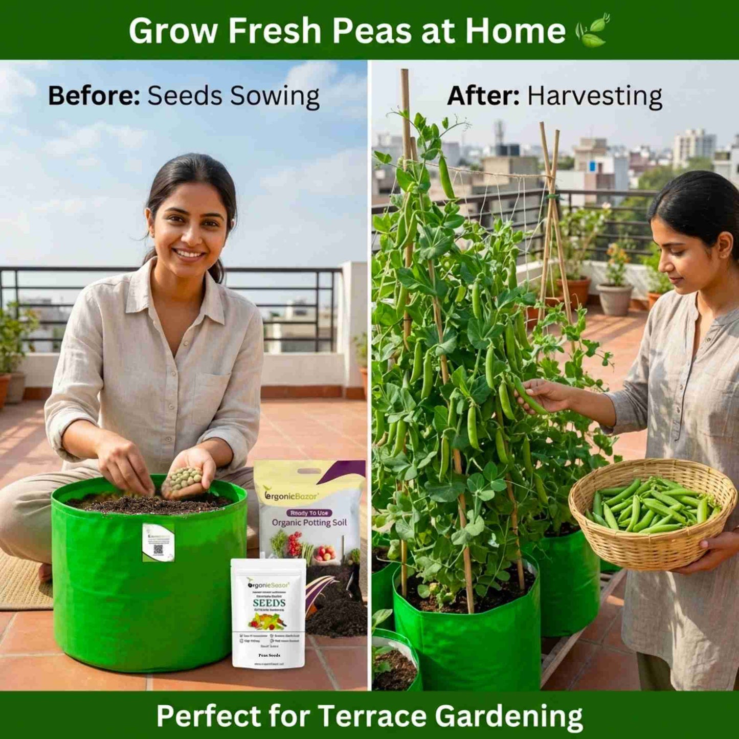 Peas (Matar) Seeds - 50 Seeds (मटर के बीज)