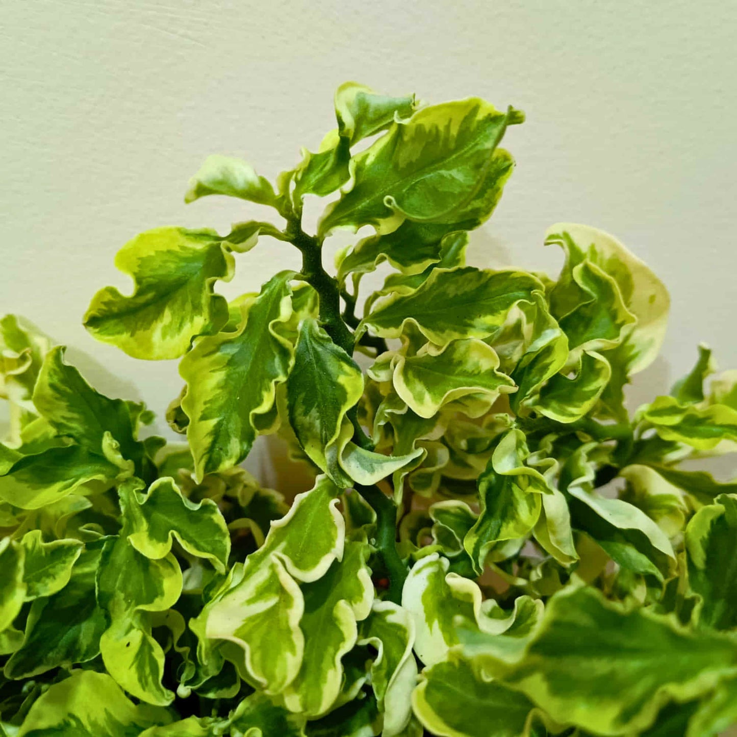 Pedilanthus Tithymaloides Curly Variegated Live Plant With Hanging Pot | Low Maintenance Indoor Plant | Ideal for Home & Office