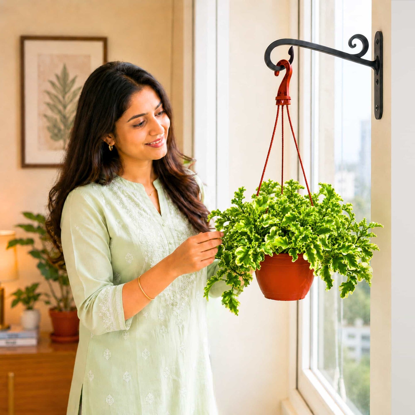 Pedilanthus Tithymaloides Curly Variegated Live Plant With Hanging Pot