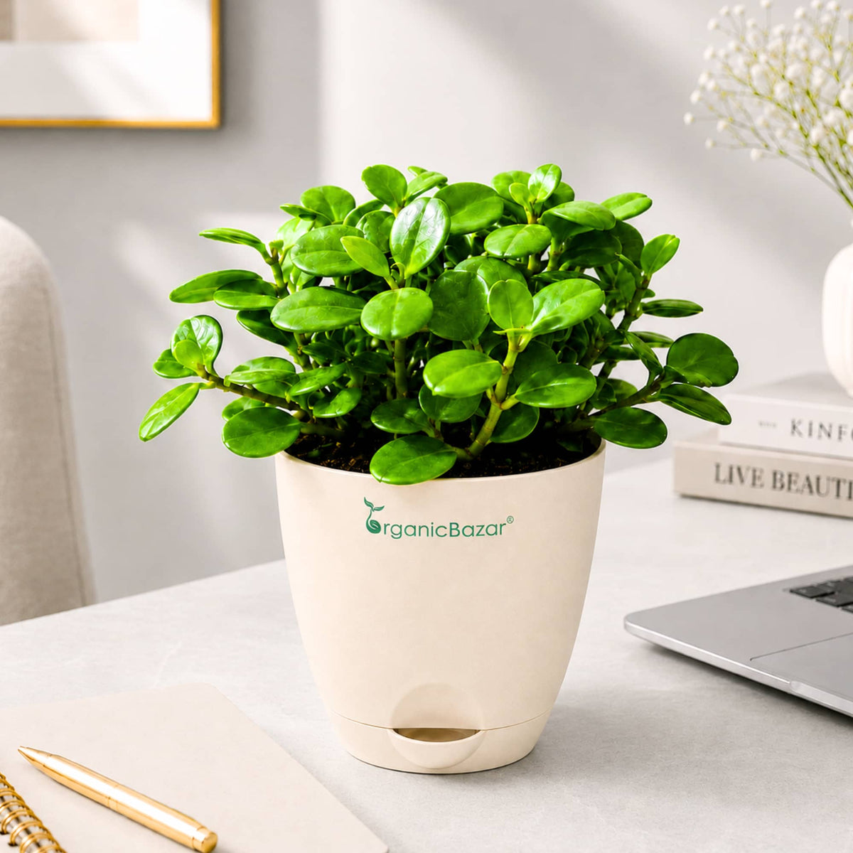 Peperomia Pecuniifolia Coin Leaf Live Plant