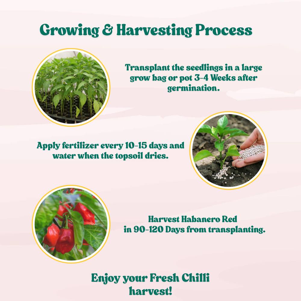 Pepper Habanero Red Seeds (50 Seeds) High Yield | High Germination | Best for Home Gardens