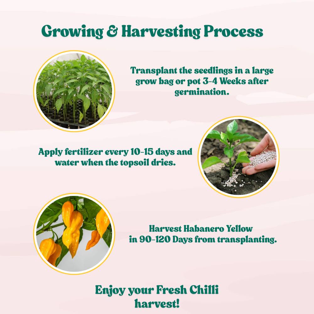 Pepper Habanero Yellow Seeds (50 Seeds) High Yield | High Germination | Best for Home Gardens