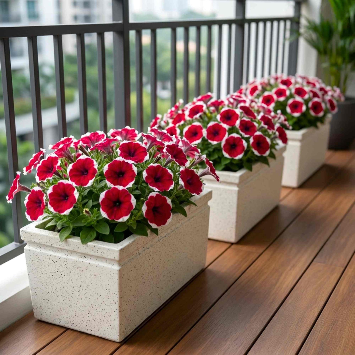 Petunia Dreams Picotee Red Flower Seeds (50 Seeds) High Germination/ Easy To grow/ Perfect for pots, balconies, or Terrace gardens