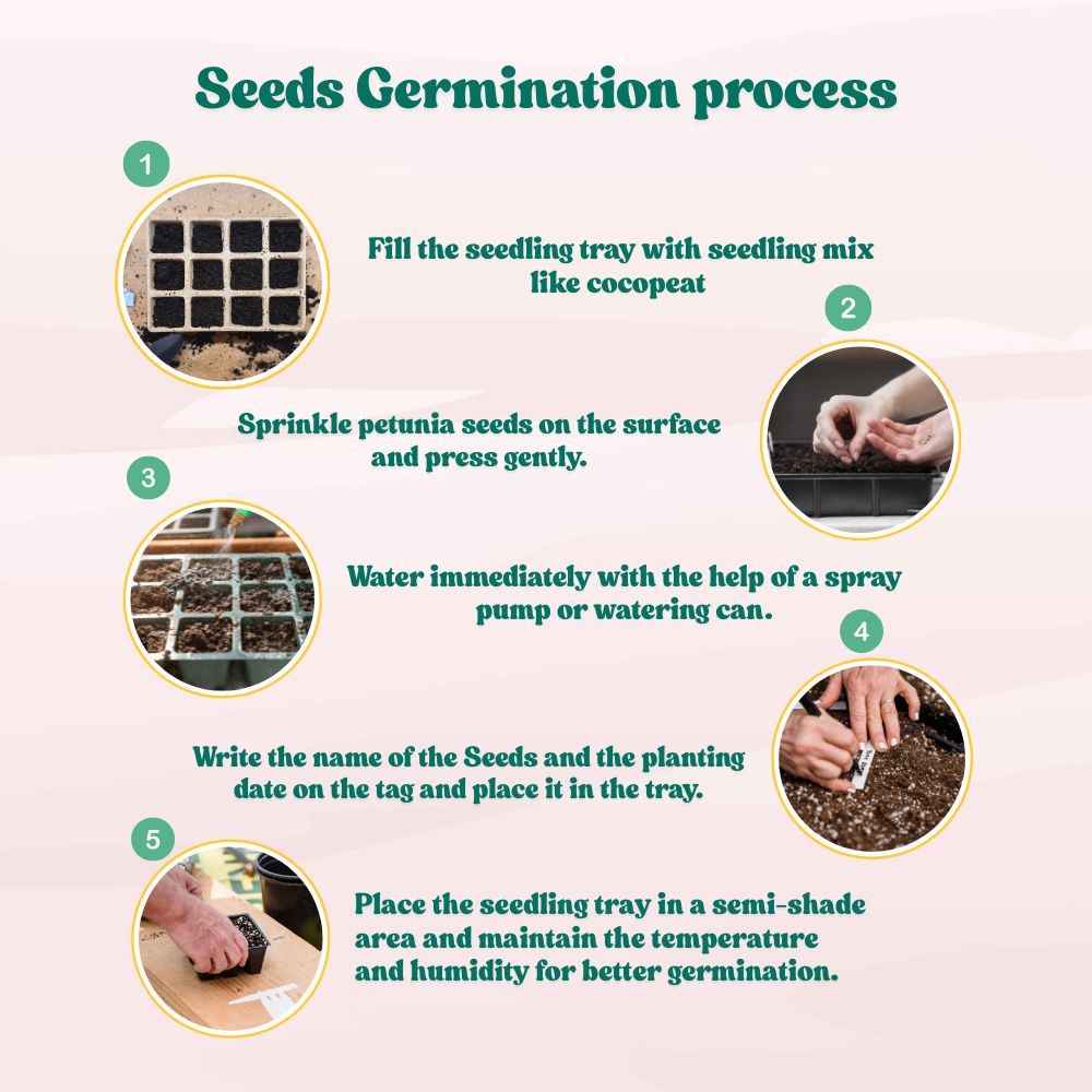 Petunia Dwarf Stars Mix Seeds (300 Seeds) High Germination/ Easy To grow/ Perfect for pots, balconies, or Terrace gardens