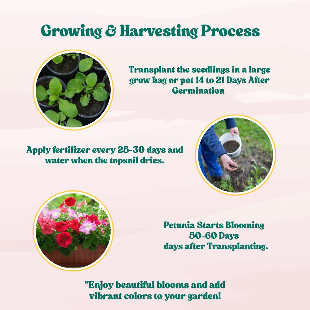 Petunia Dwarf Stars Mix Seeds (300 Seeds) High Germination/ Easy To grow/ Perfect for pots, balconies, or Terrace gardens