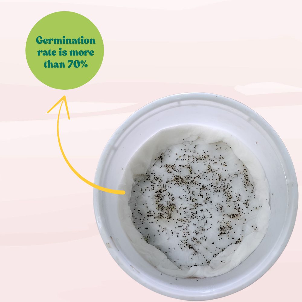 Petunia Nana Compacta Mix Seeds (300 Seeds) High Germination/ Easy To grow/ Perfect for pots, balconies, or Terrace gardens