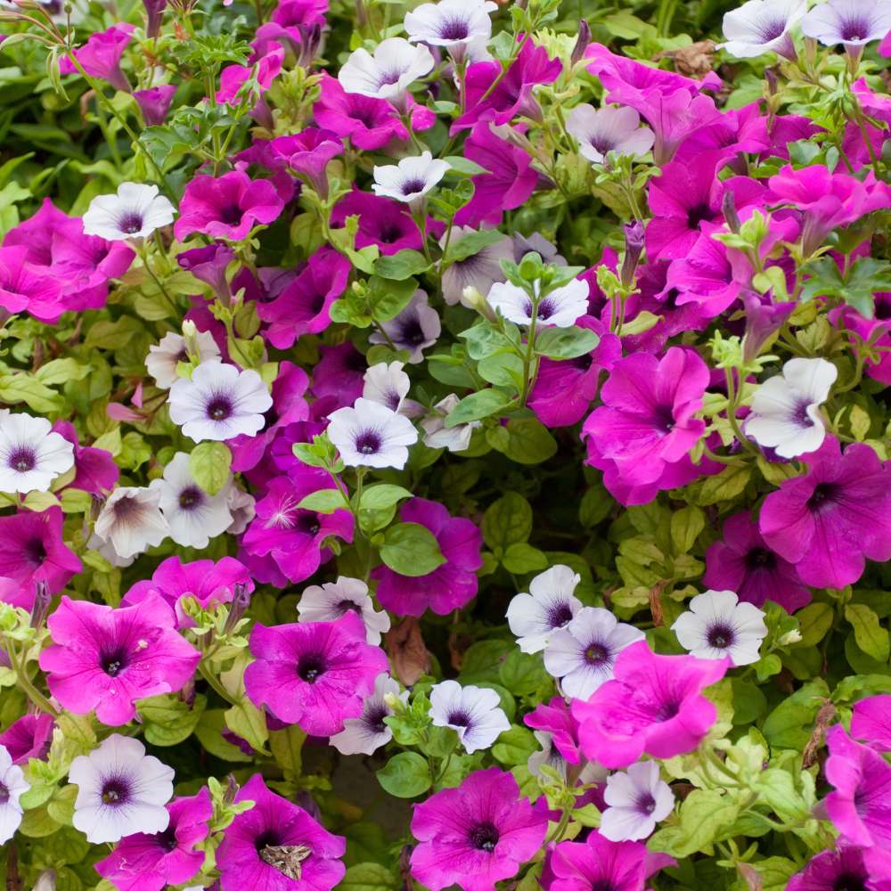 Petunia Nana Compacta Mix Seeds (300 Seeds) High Germination/ Easy To grow/ Perfect for pots, balconies, or Terrace gardens