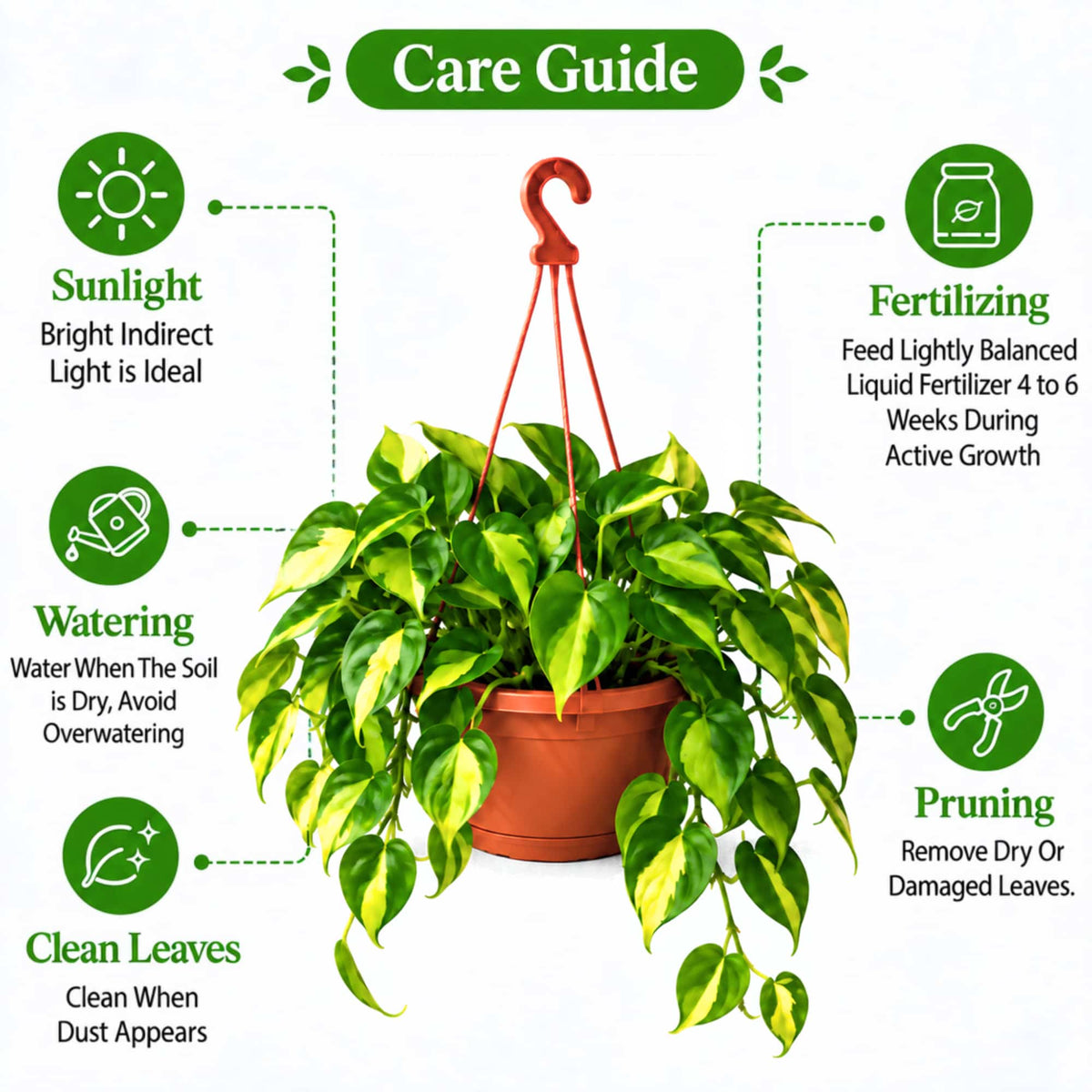 Philodendron Hederaceum 'Brazil' Live Plant with Hanging Basket