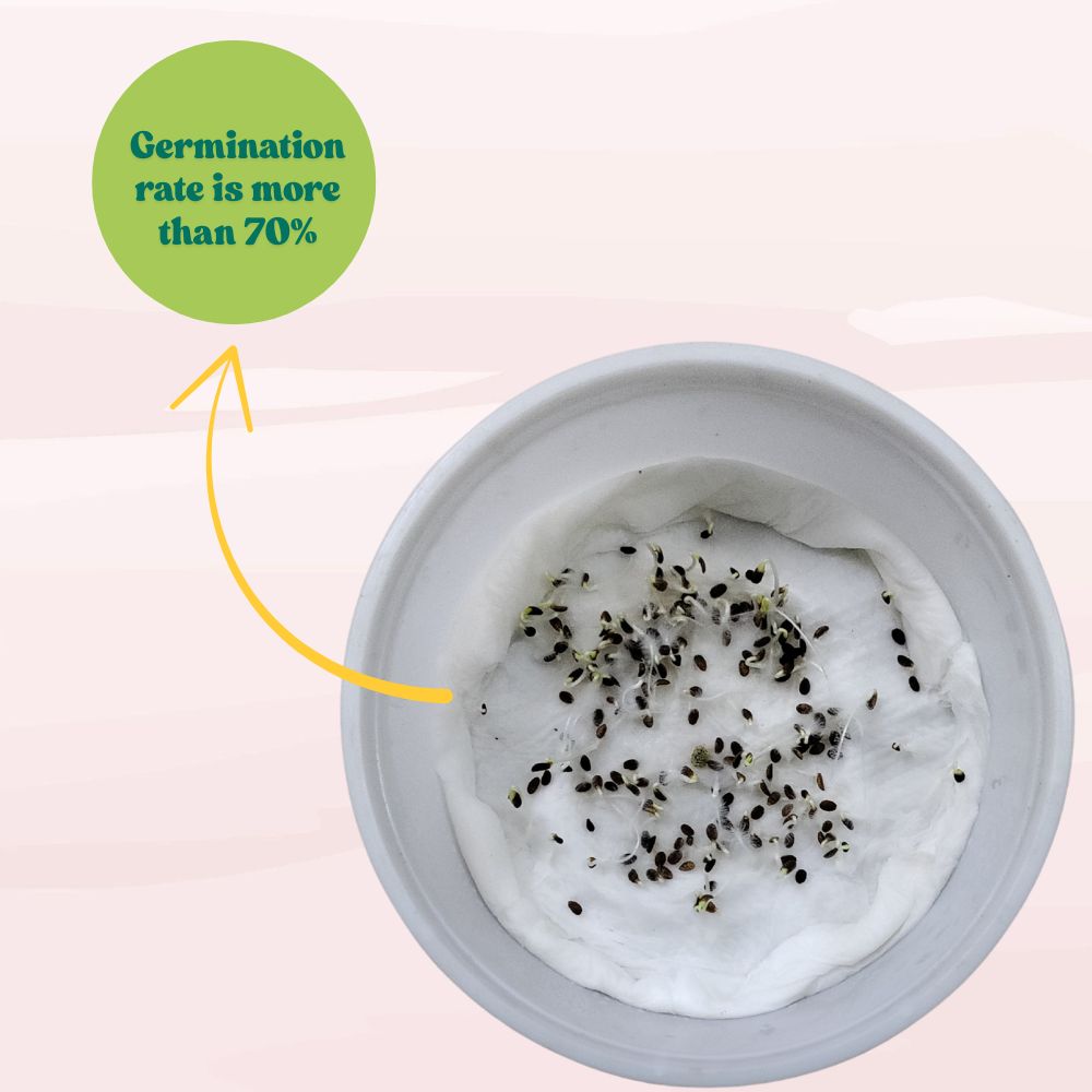 Phlox Beauty Dwarf Mix Seeds (200 Seeds) High Germination/ Easy To grow/ Perfect for pots, balconies, or Terrace gardens