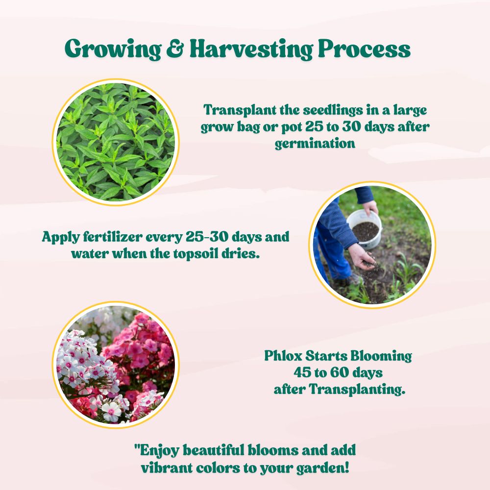 Phlox Beauty Dwarf Mix Seeds (200 Seeds) High Germination/ Easy To grow/ Perfect for pots, balconies, or Terrace gardens