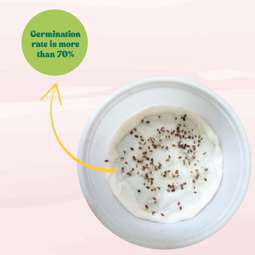 Phlox Beauty Dwarf White Seeds (200 Seeds) High Germination/ Easy To grow/ Perfect for pots, balconies, or Terrace gardens