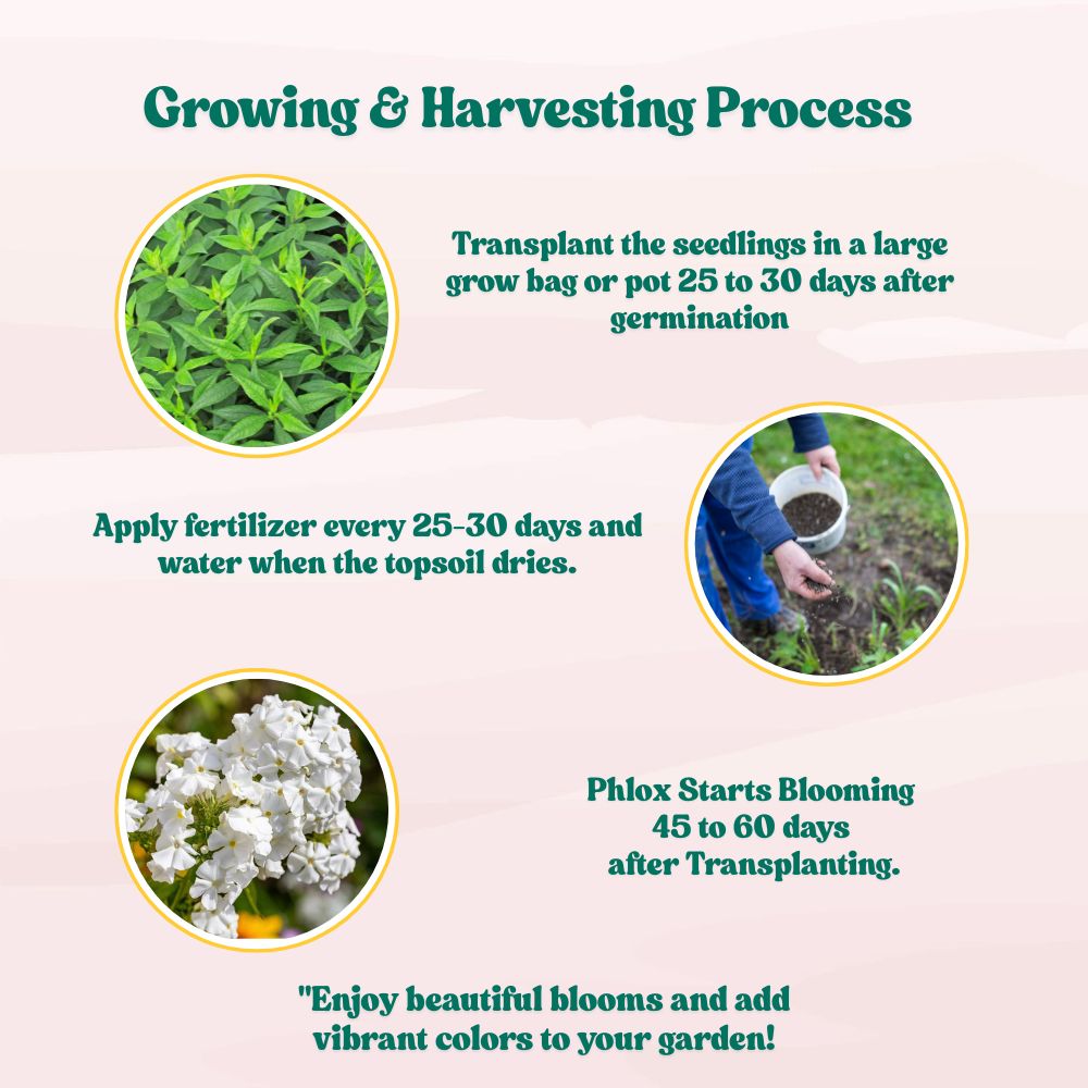 Phlox Beauty Dwarf White Seeds (200 Seeds) High Germination/ Easy To grow/ Perfect for pots, balconies, or Terrace gardens