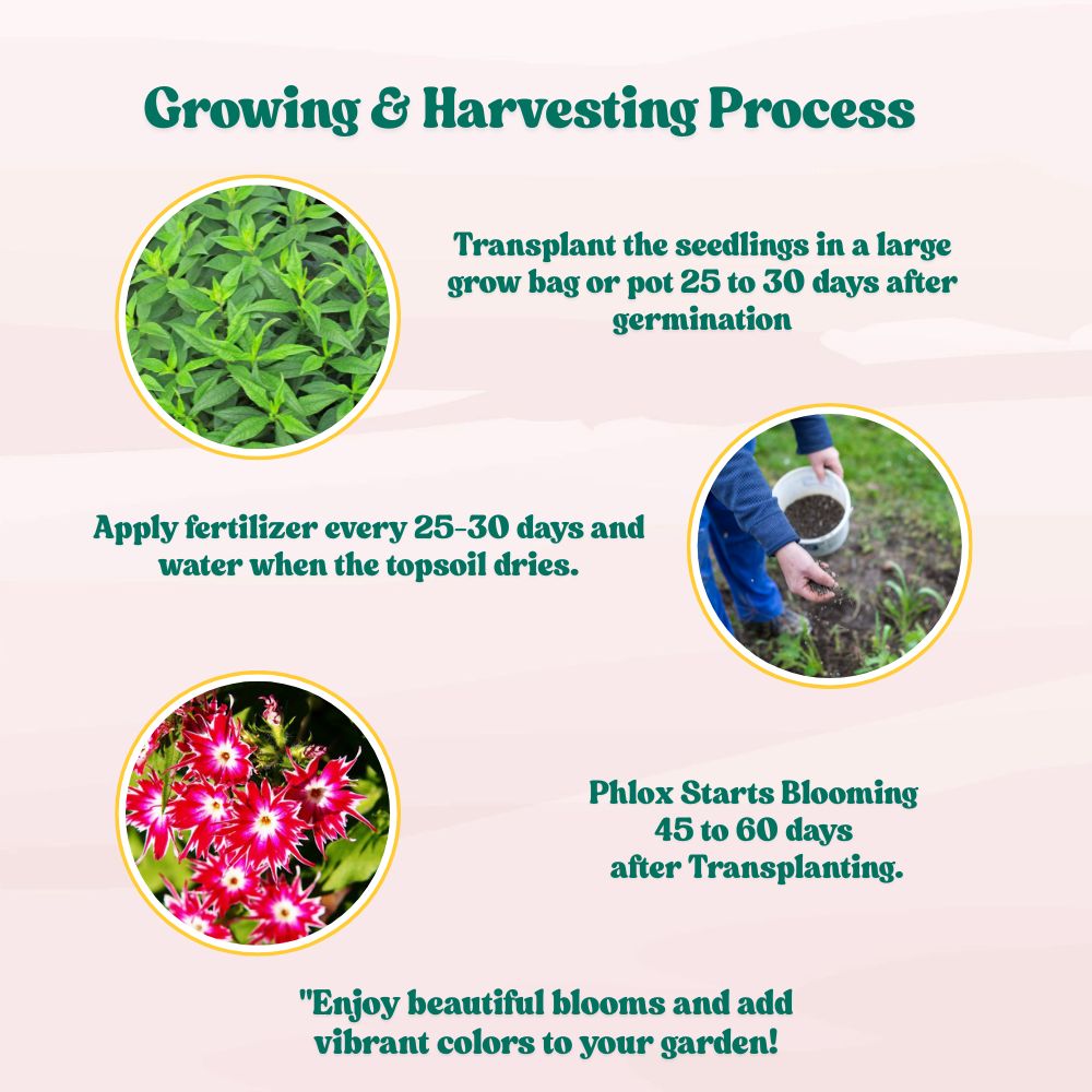 Phlox Twinkle Dwarf Mix Seeds (200 Seeds) High Germination/ Easy To grow/ Perfect for pots, balconies, or Terrace gardens