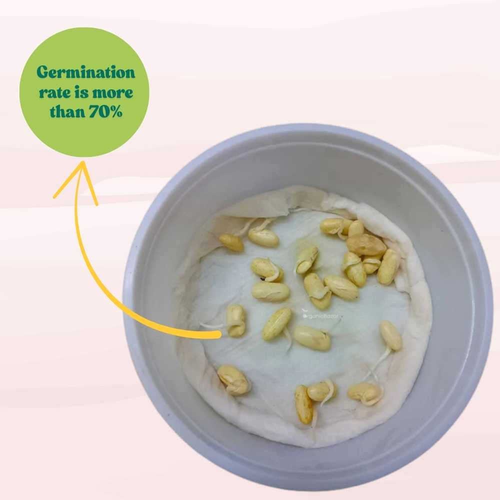 Pole Beans Seeds - 20 Seeds (पोल बीन्स के बीज) Easy To grow, High Germination, High Yield Pole Beans Seeds for Home Gardening