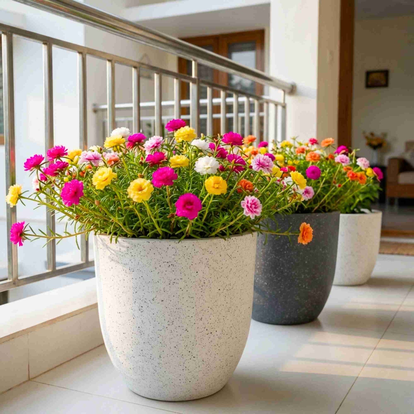 Portulaca Grandiflora (Moss Rose) Double Mix Seeds (500 Seeds) High Germination/ Easy To grow/ Perfect for pots, balconies, or Terrace gardens