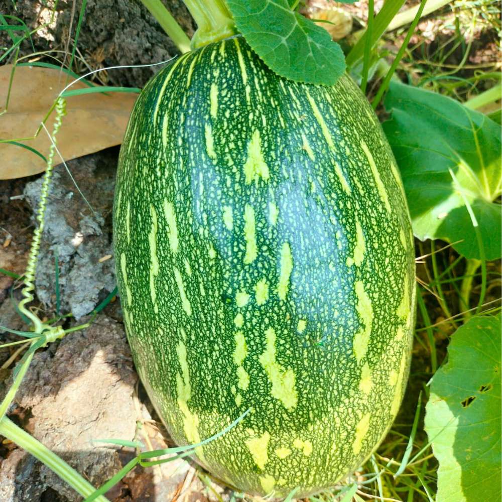 Pumpkin Oval Long (Dholakiya) F1 Hybrid Seeds