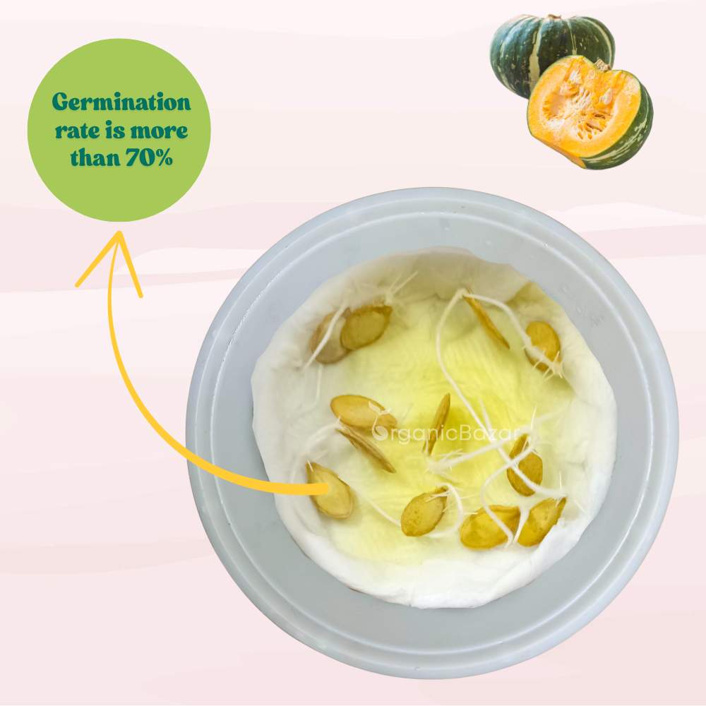 Pumpkin (kaddu) Seeds - 12 Seeds (कद्दू के बीज) Easy To grow, High Germination, High Yield Kaddu Seeds for Home Gardening