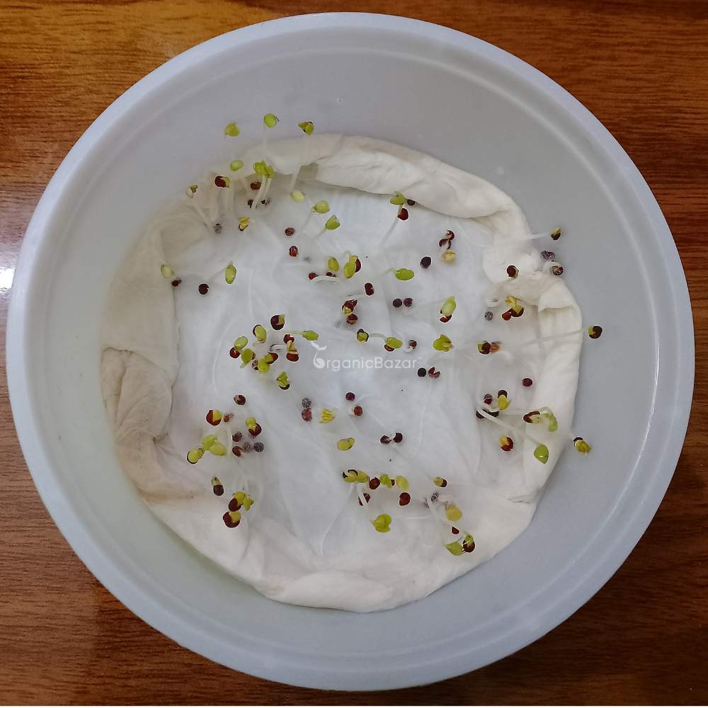 Purple Pak Choi Seeds (100 Seeds) High germination rate, Perfect for Kitchen gardening