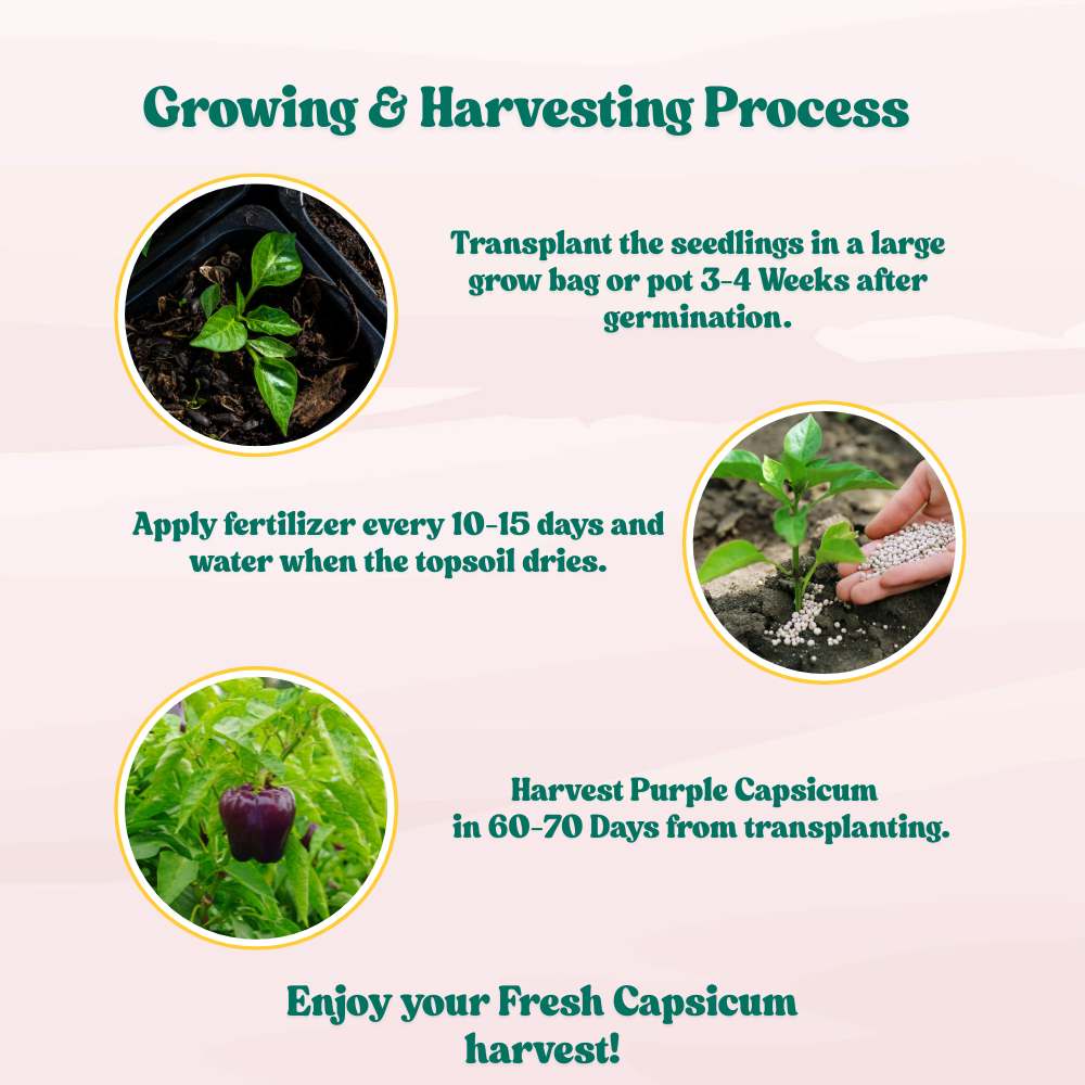 Purple Capsicum (OP) Seeds - 30 Seeds (Bainganee Shimla Mirch/बैंगनी शिमला मिर्च के बीज) High Yield | High Germination | Best for Home Gardens