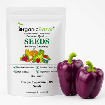 Purple Capsicum (OP) Seeds - 30 Seeds (Bainganee Shimla Mirch/बैंगनी शिमला मिर्च के बीज) High Yield | High Germination | Best for Home Gardens