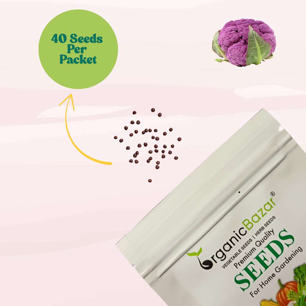 Purple Cauliflower (Bainganee Phool gobhi) Seeds - 40 Seeds (बैंगनी फूल गोभी) High Germination /Easy to Grow/Ideal for Terrace/Kitchen Gardening