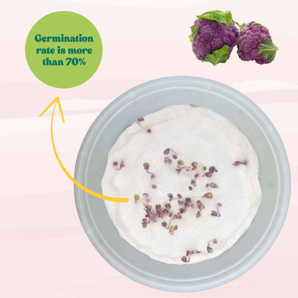 Purple Cauliflower (Bainganee Phool gobhi) Seeds - 40 Seeds (बैंगनी फूल गोभी) High Germination /Easy to Grow/Ideal for Terrace/Kitchen Gardening