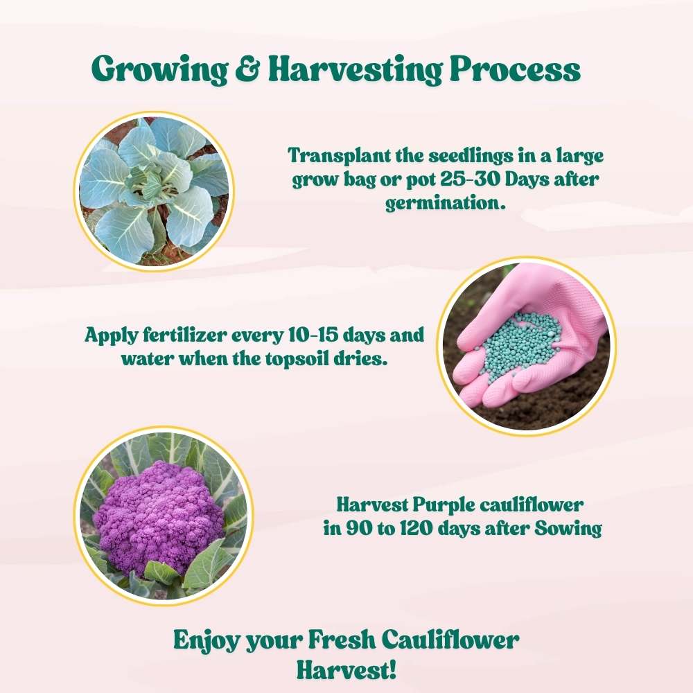 Purple Cauliflower (Bainganee Phool gobhi) Seeds - 40 Seeds (बैंगनी फूल गोभी) High Germination /Easy to Grow/Ideal for Terrace/Kitchen Gardening