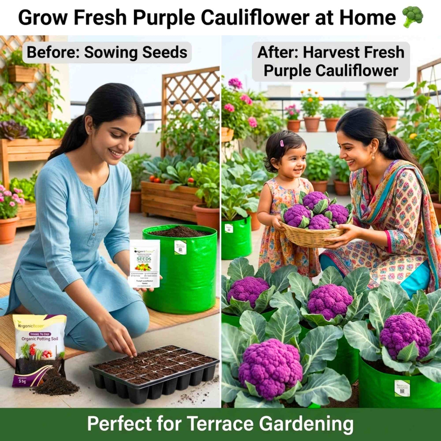 Purple Cauliflower (Bainganee Phool gobhi) Seeds - 40 Seeds (बैंगनी फूल गोभी) High Germination /Easy to Grow/Ideal for Terrace/Kitchen Gardening