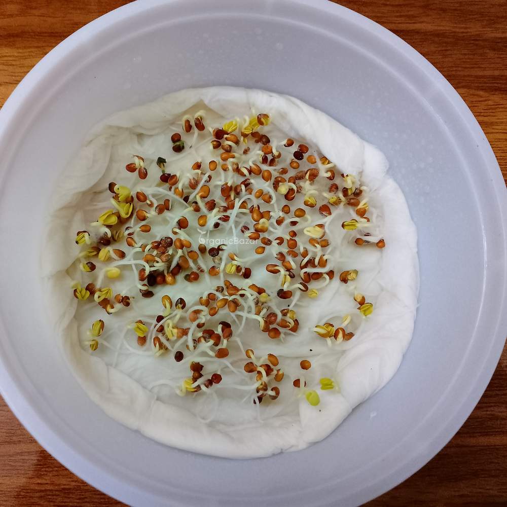 Radish Microgreens Seeds - 50g (Mooli/मूली के बीज)