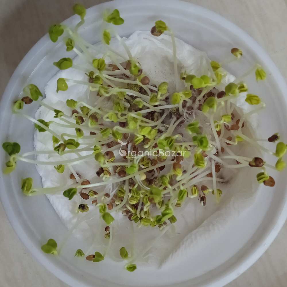 Radish Pusa Chetki Seeds - 250 Seeds (Mooli/मूली के बीज)