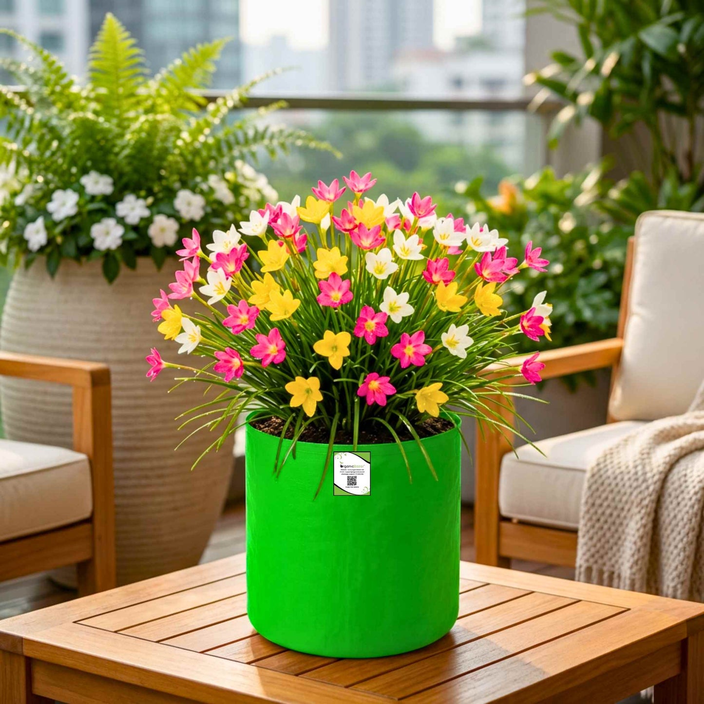 Rain Lily Flower Bulbs Mixed Color (10 Bulbs)