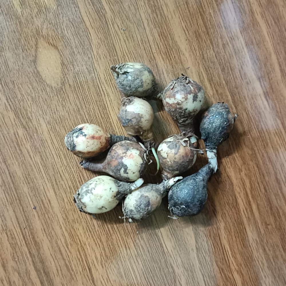 Rain Lily Flower Bulbs Mixed Color (10 Bulbs)