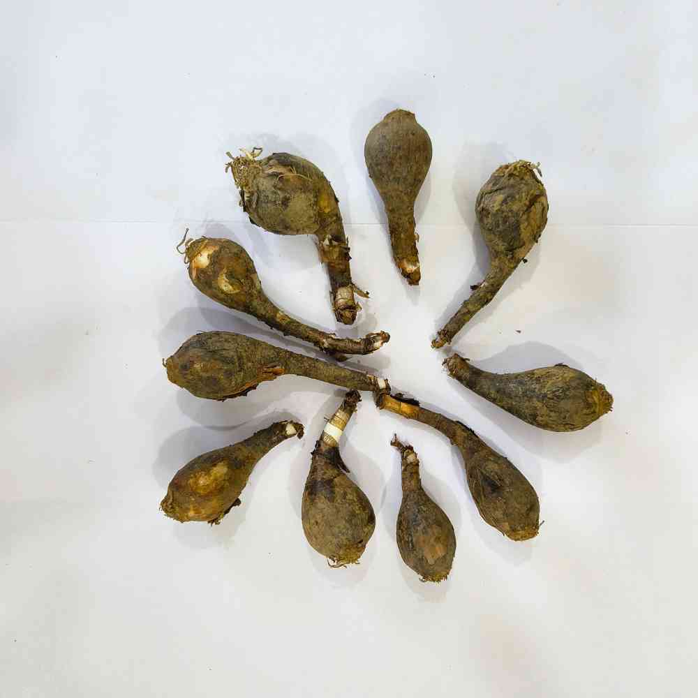 Rain Lily Pink Flower Bulbs (10N) Easy To grow Flower Bulbs For Terrace Gardening