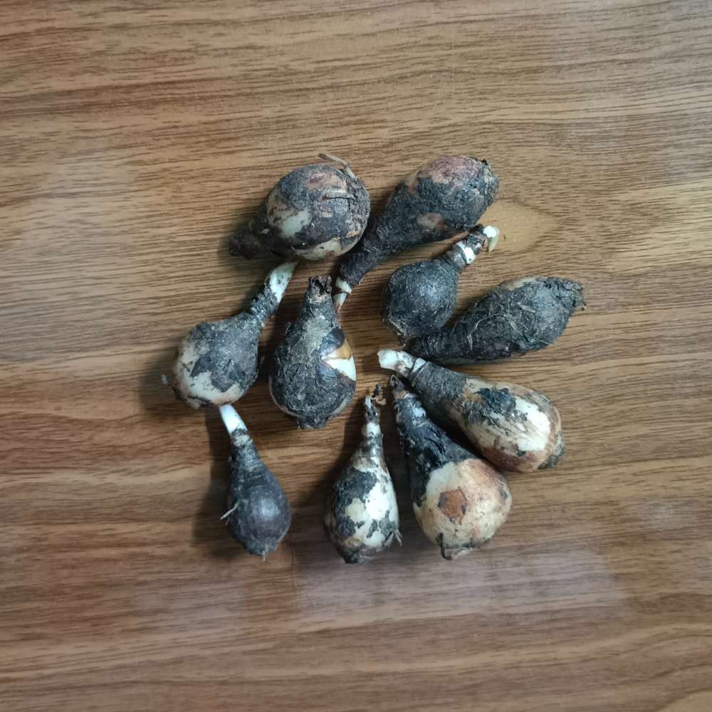 Rain Lily Pink Flower Bulbs