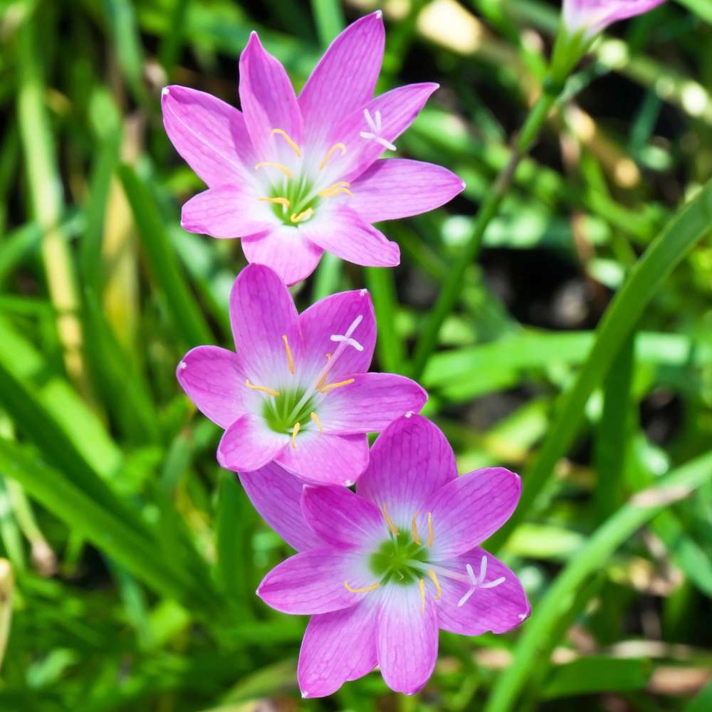 Rain Lily Rose Flower Bulbs (10 Bulbs)