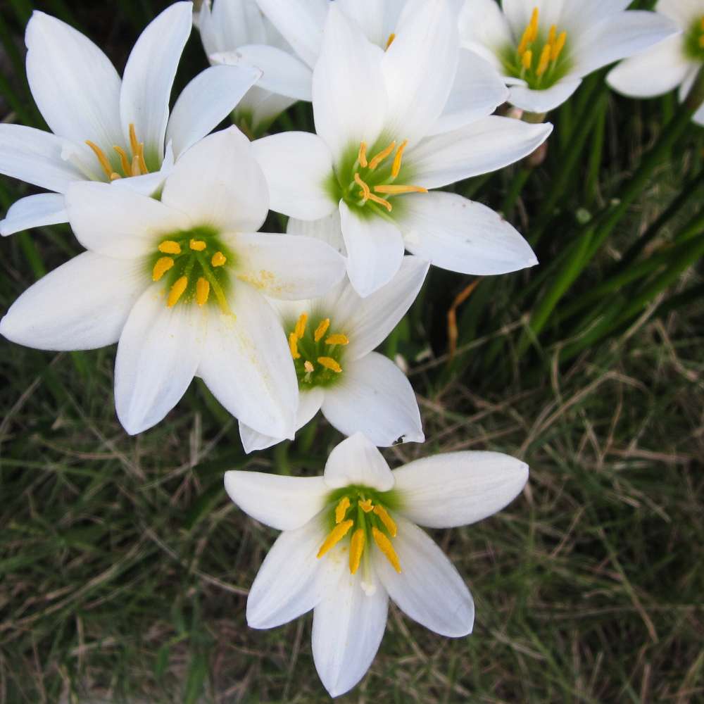 Rain Lily White Flower Bulbs (10 Bulbs) Easy To grow Flower Bulbs For Terrace Gardening