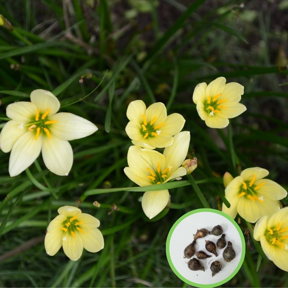 Rain Lily Yellow Flower Bulbs (10 Bulbs) Easy To grow Flower Bulbs For Terrace Gardening