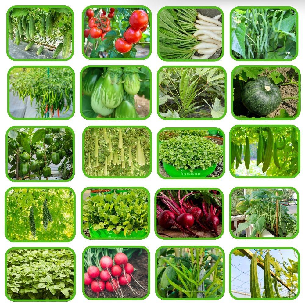 Rainy Season Vegetable Seeds Kit – Pack of 20 Best Vegetable Seeds for Monsoon Gardening | Ideal for Terrace & Kitchen Garden