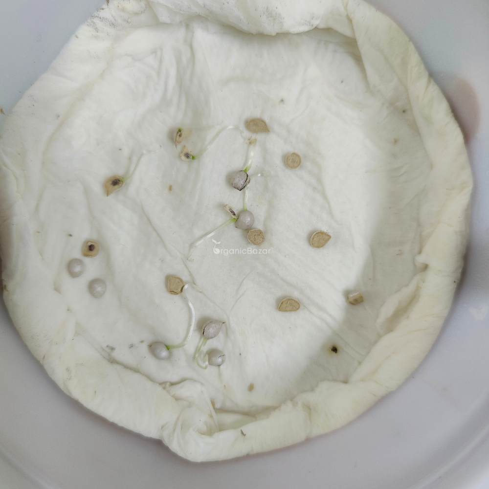 Ranunculus Seeds Mix Color (10 Seeds) High Germination/ Easy To grow/ Perfect for pots, balconies, or Terrace gardens