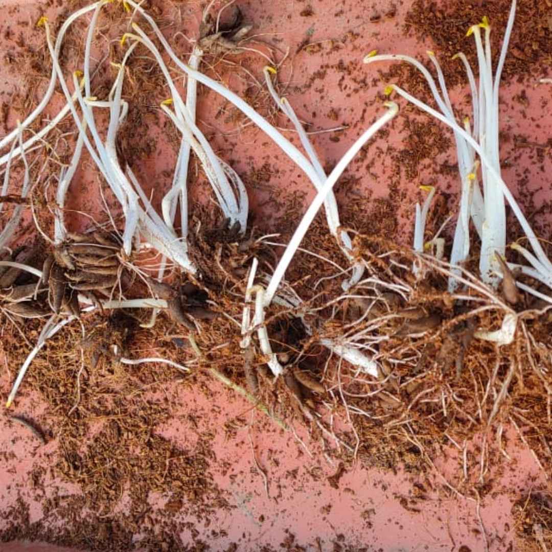 Ranunculus Flower Bulbs Mixed Colors (5N)