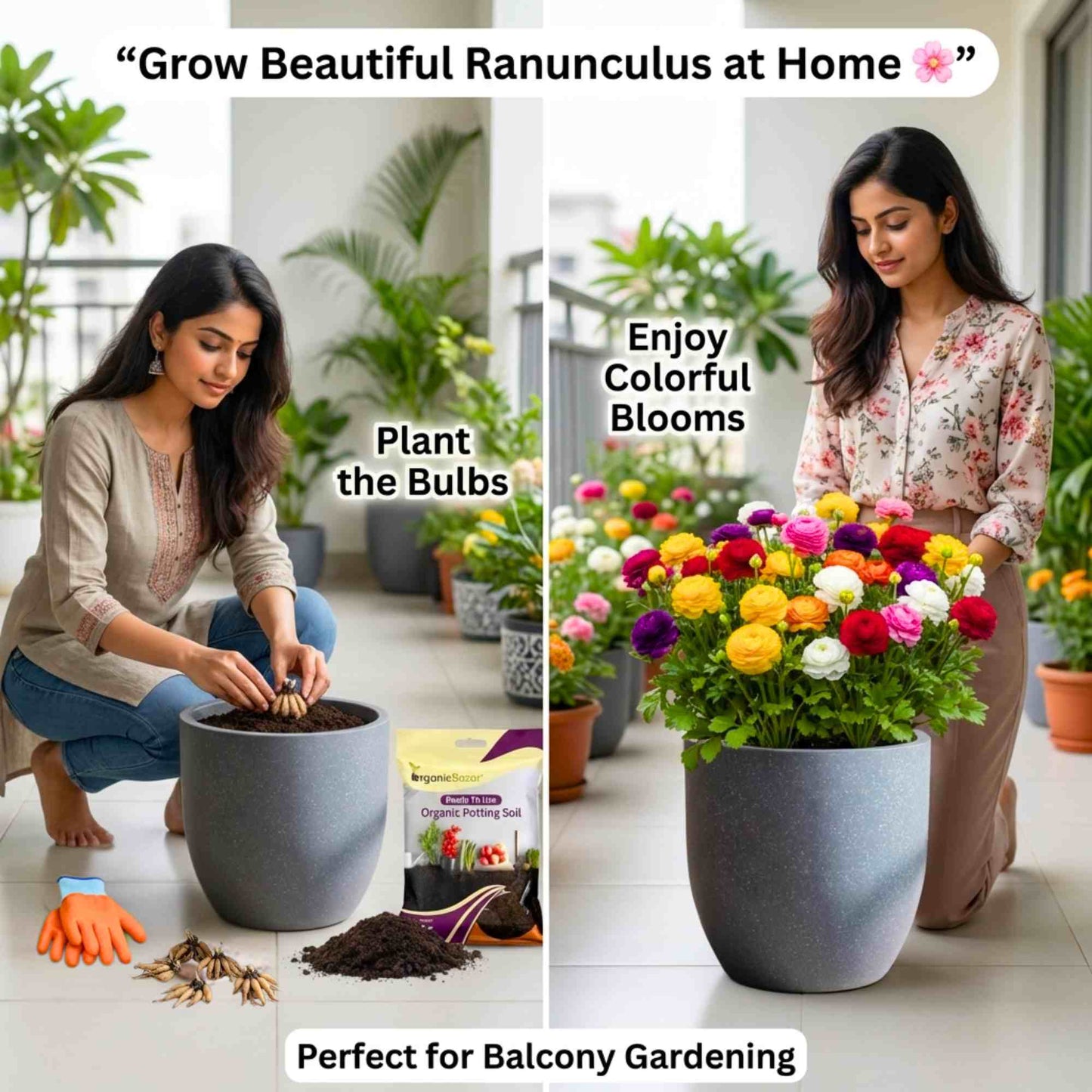 Ranunculus Flower Bulbs Mixed Colors (5N)