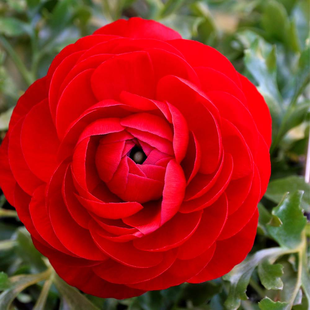 Ranunculus Red Flower Bulbs (05 Bulbs)