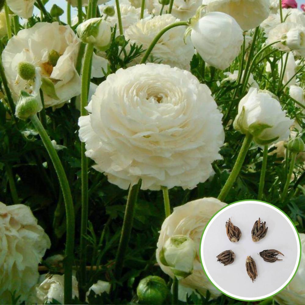 Ranunculus White Flower Bulbs (05 Bulbs)