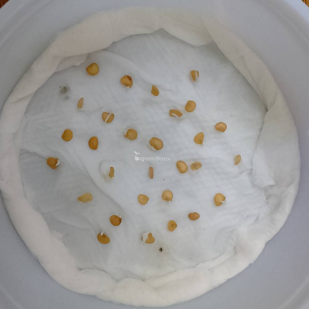 Red Cherry Pepper Chilli Seeds (30 Seeds)