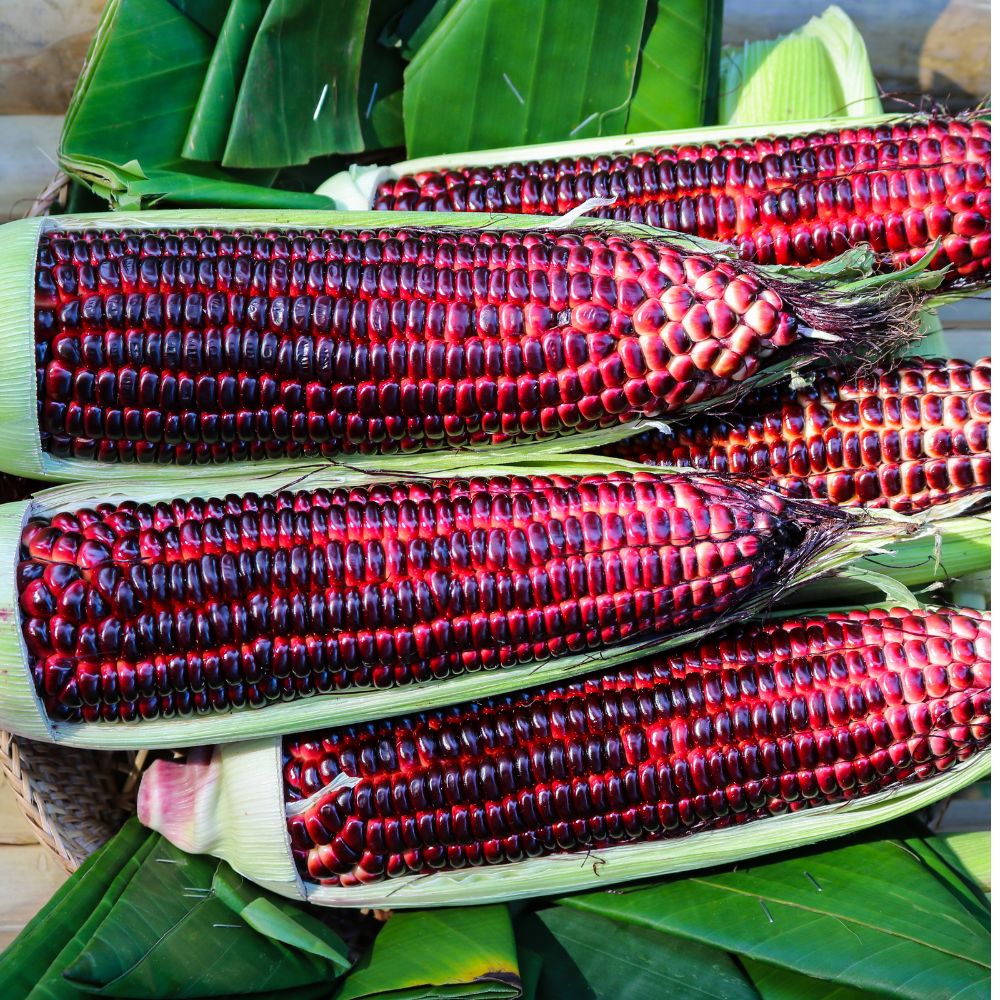 Red Corn Seeds - (50 Seeds) (लाल मक्का के बीज) Premium Quality / High-Yield Seeds for Home Gardening